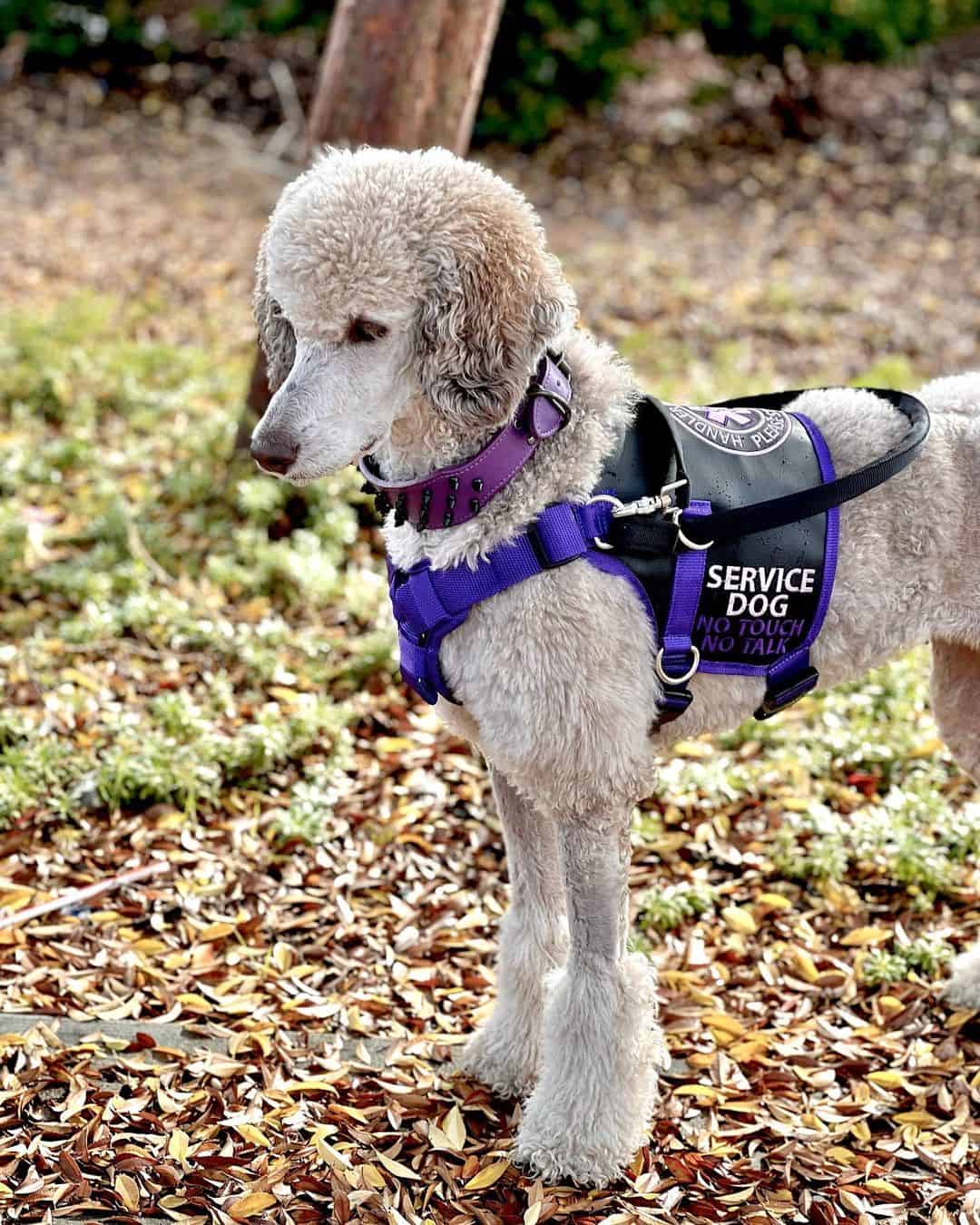 Sable Poodle standing outside looking into distance