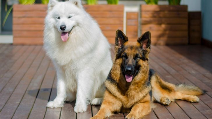 Samoyed German Shepherd Mix Guide