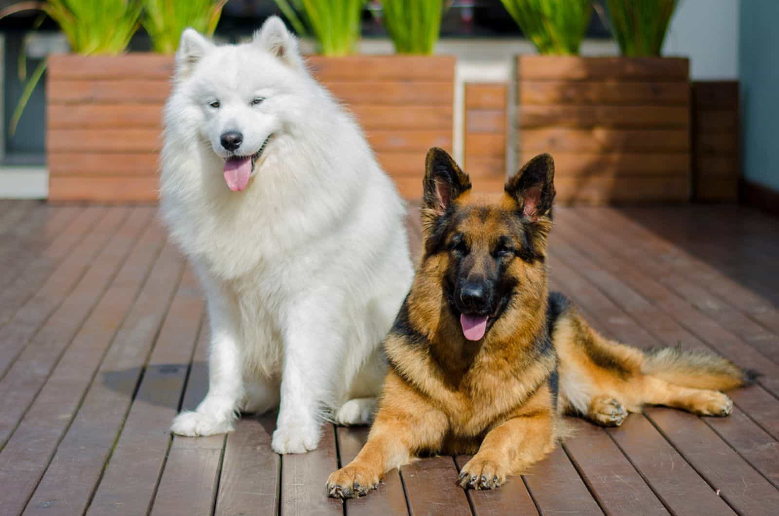 samoyed and german shepherd sitting together