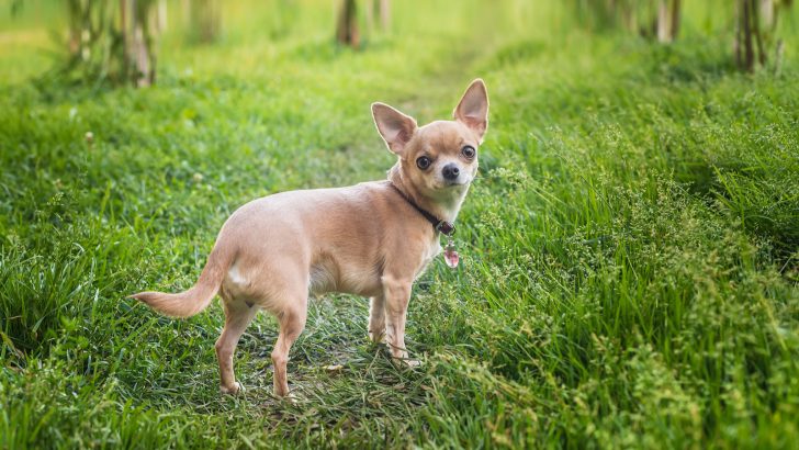 Seven Chihuahua Breeders In Oregon With Credibility