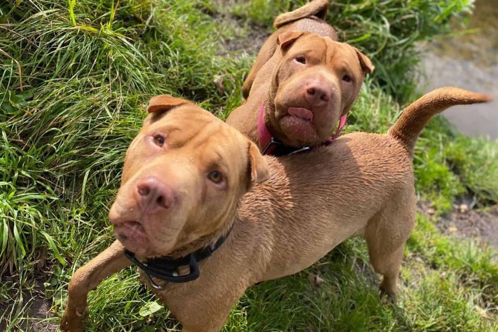 two sharpull terrier dogs enjoying outdoor after swimm