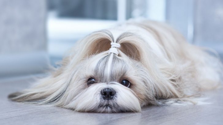 Shih Tzu Pregnancy Guide: Weekly Expectations