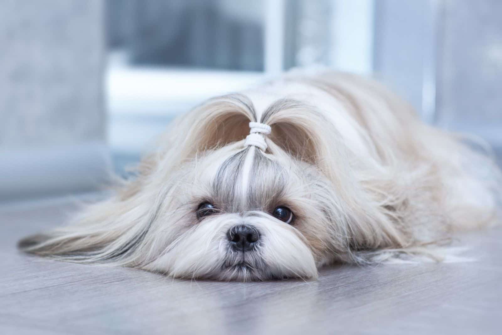 Shih Tzu Pregnancy Guide Weekly Expectations
