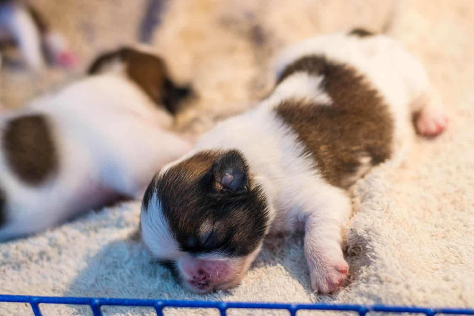 Shih Tzu puppies born
