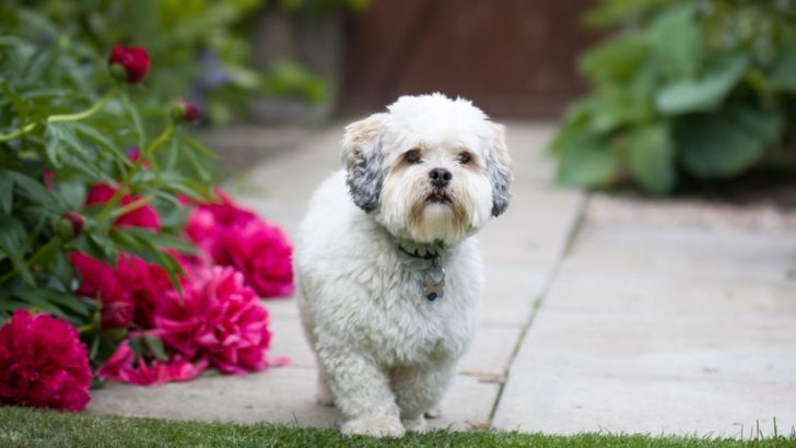 Short Hair Lhasa Apso: Snuggly Coats And Adorable Faces