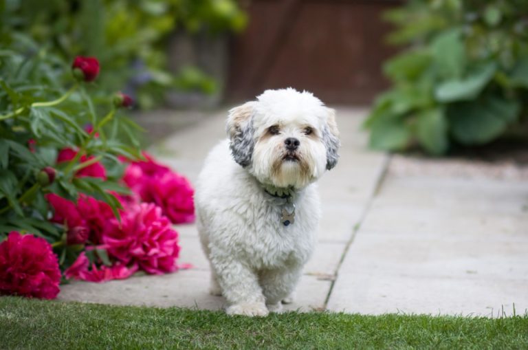 short hair lhasa apso in the garden