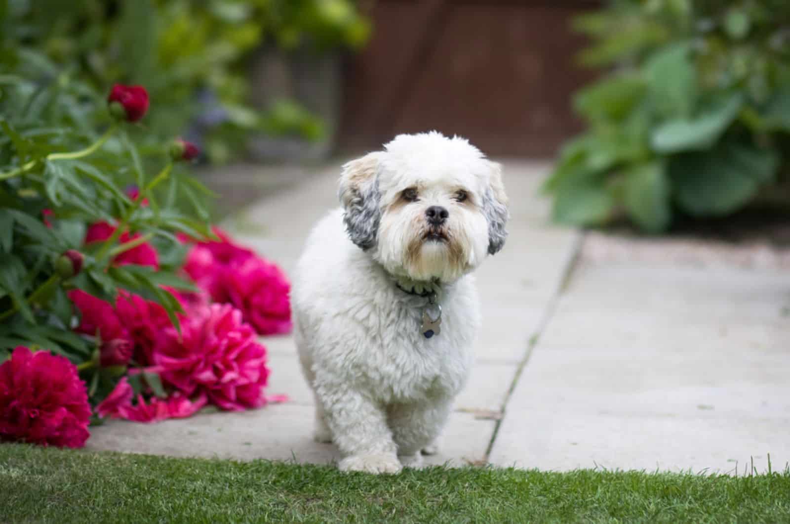 short hair lhasa apso in the garden