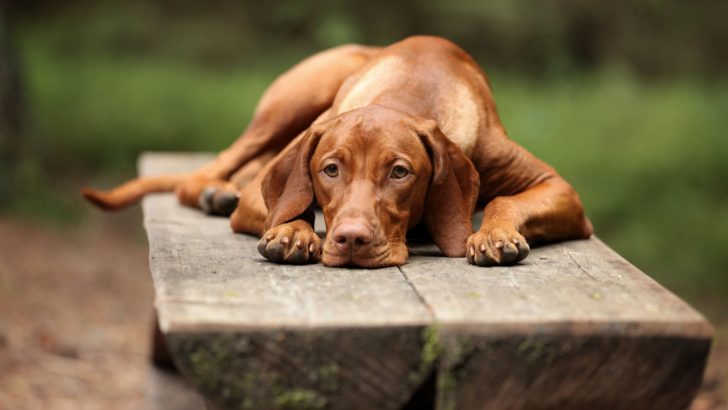 Should You Know How To Heal Dog Prolapse At Home?