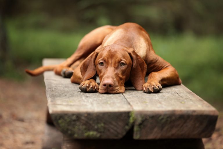 sad vizsla dog