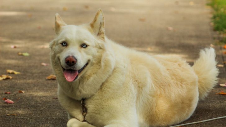 Siberian Husky Akita Mix: The Ultimate Huskita Guide