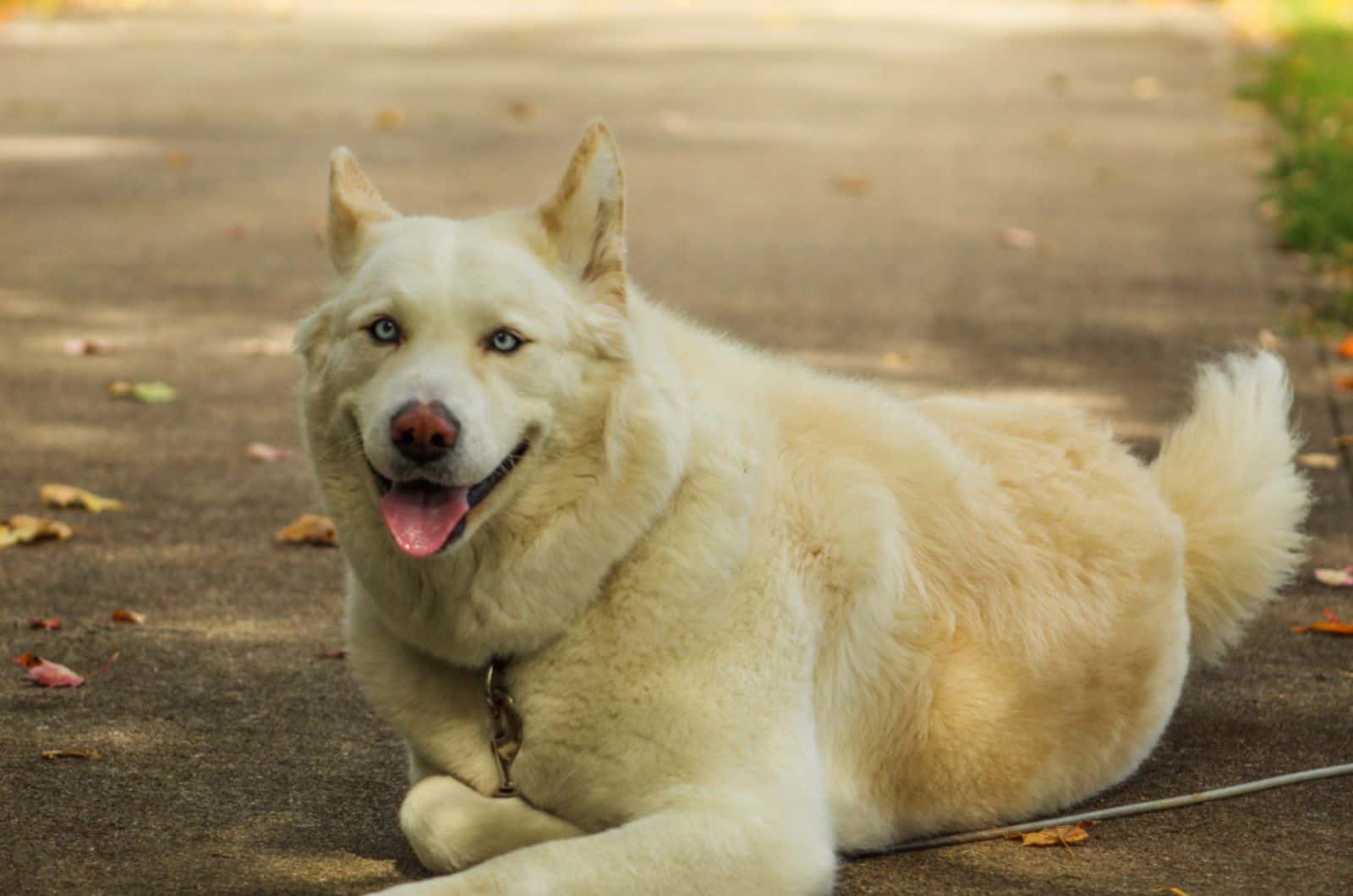 Siberian Husky Akita Mix The Ultimate Huskita Guide