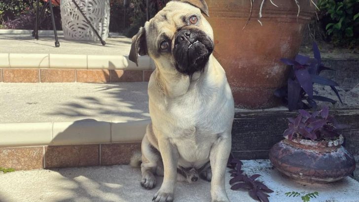 Silver Fawn Pug – A Silver Dog With A Heart Of Gold