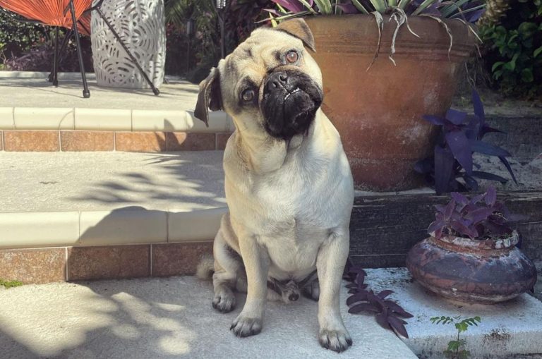 silver fawn pug portrait