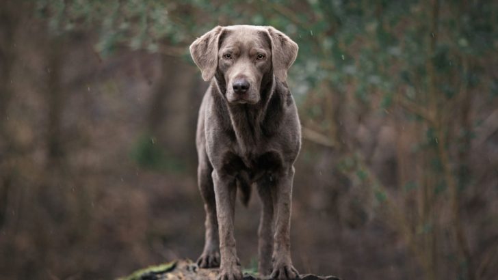 Silver Labradors: Our New Favorite Lab Color