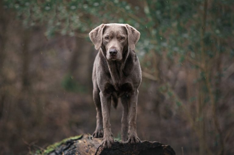 silver labrador in nature