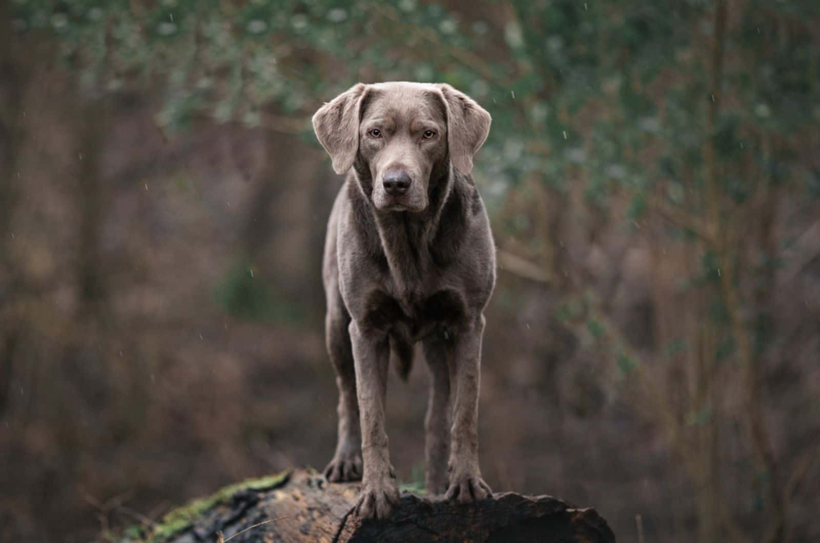 Silver Labradors: Our New Favorite Lab Color