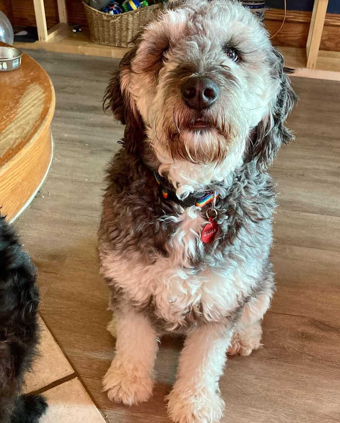 Silver Phantom Goldendoodle