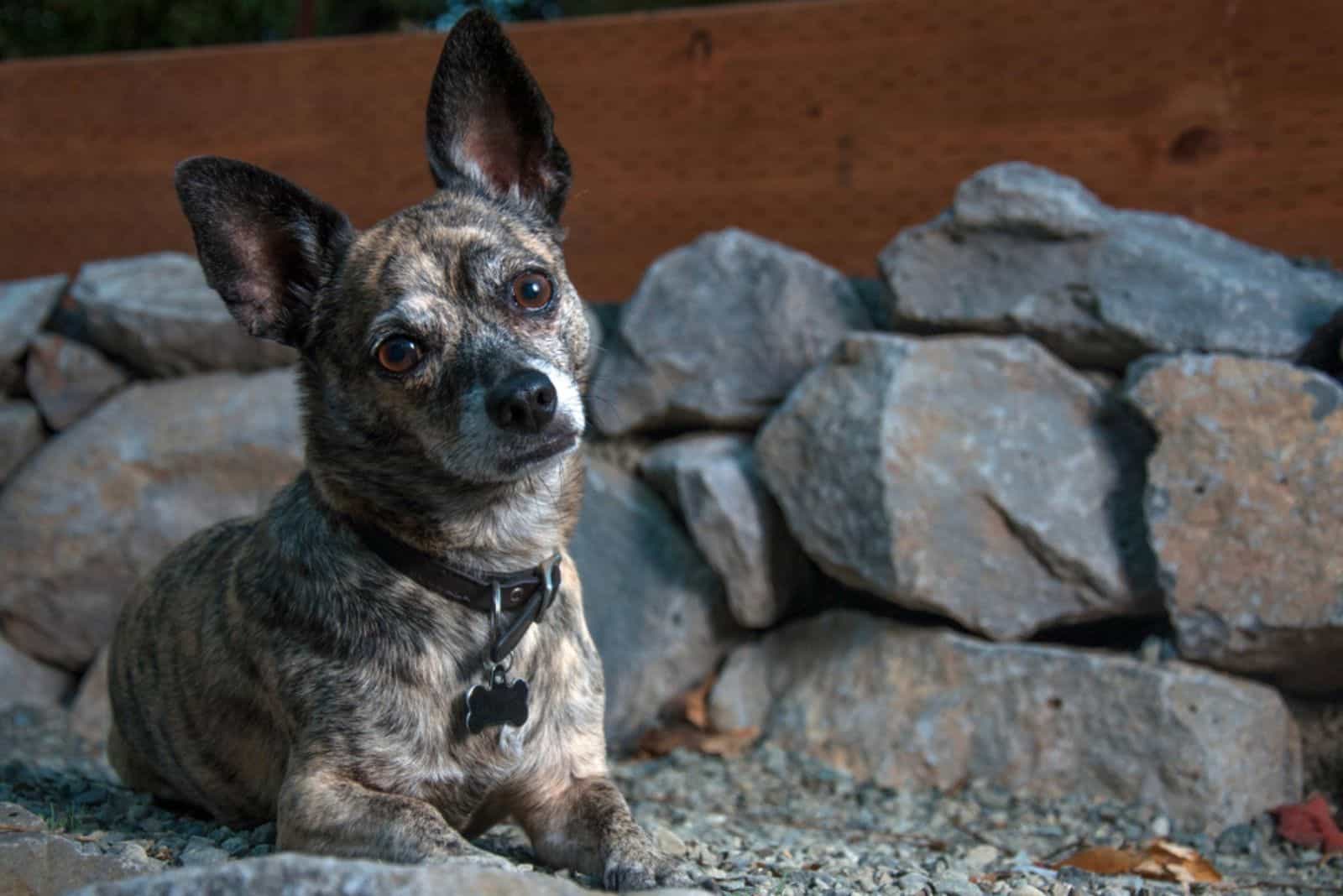 Small brindle dog poses laying down