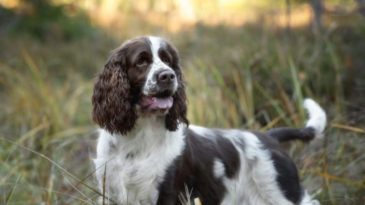 Springer Spaniel Growth Chart – Monthly Guide