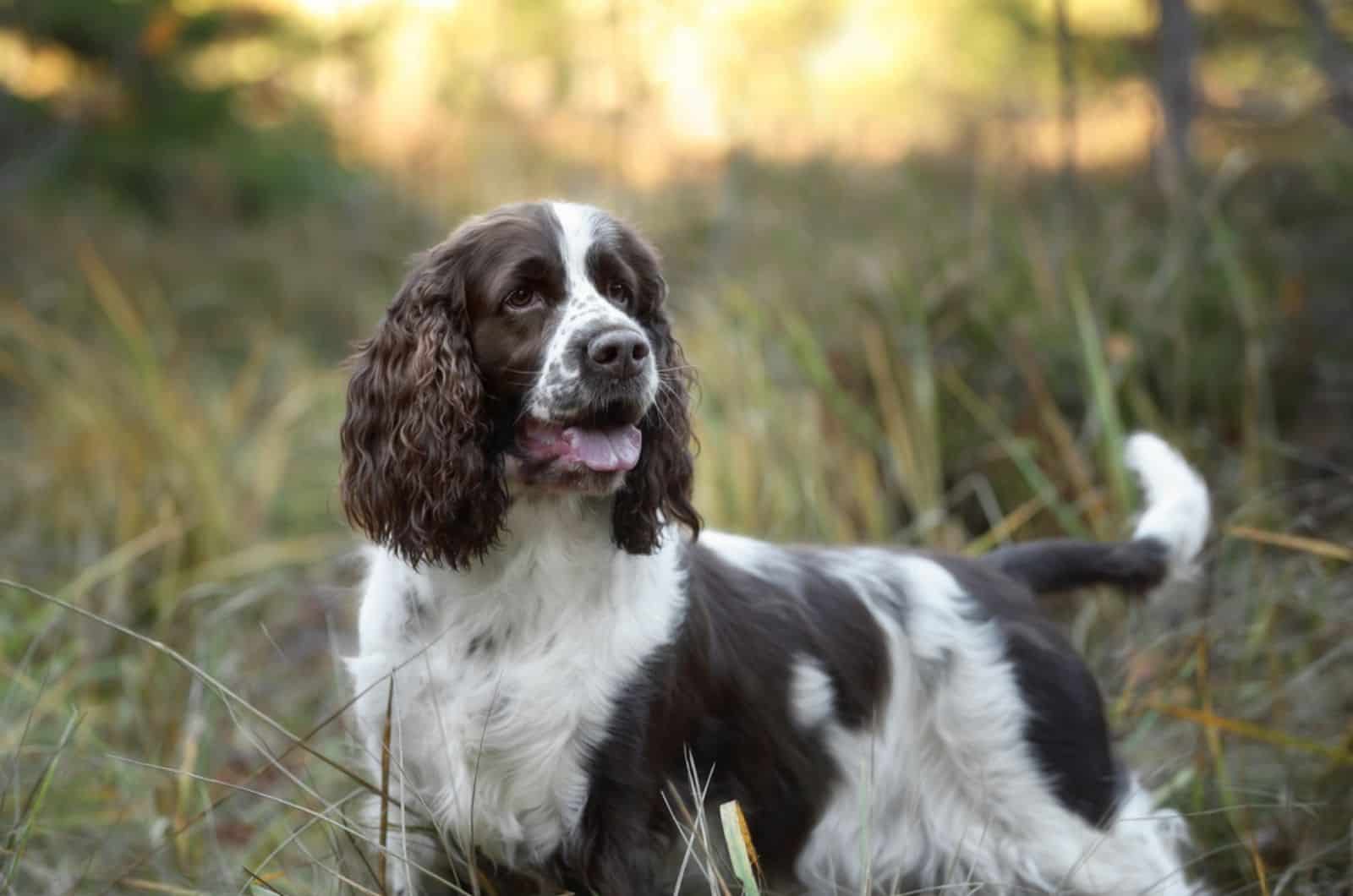 springer spaniel in nature