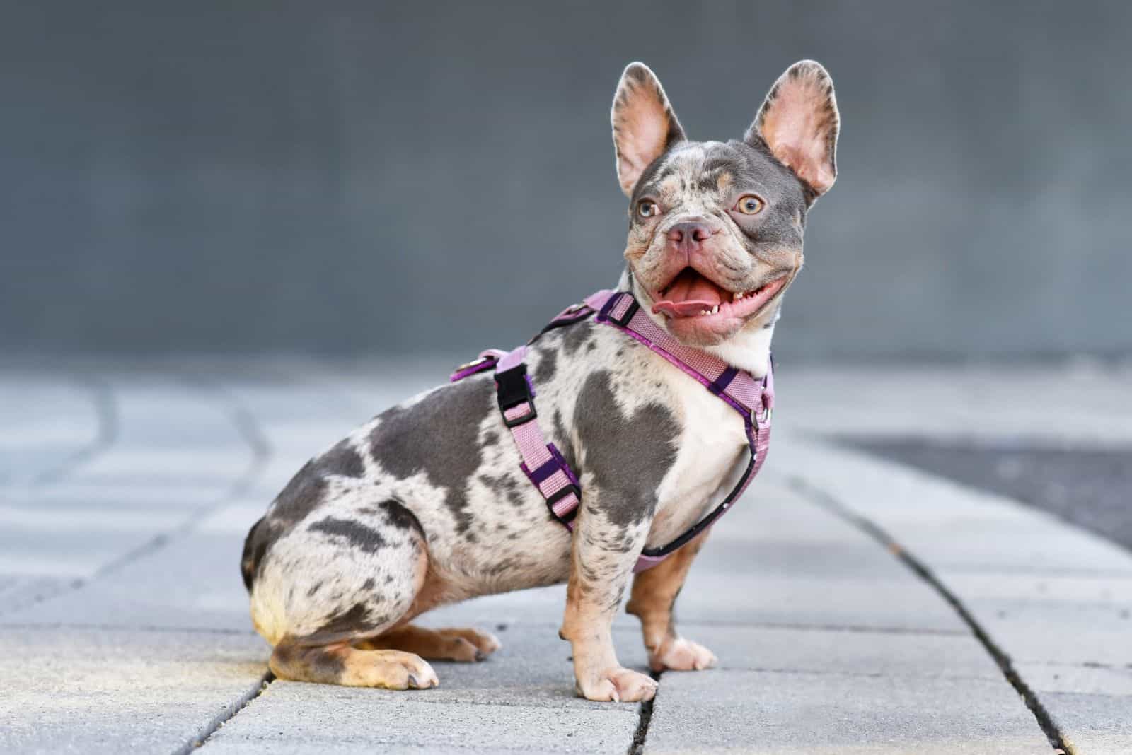 Tan French Bulldog