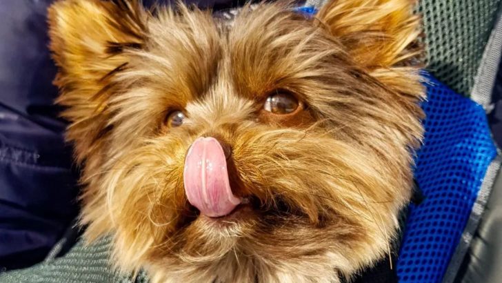 Teacup Biewer Terrier 101