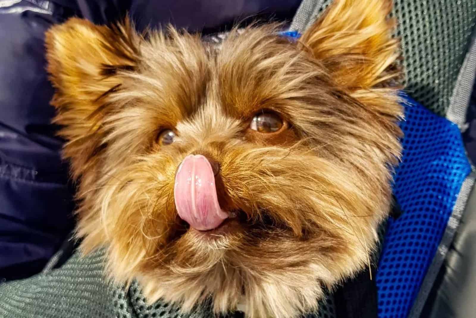 adorable teacup bewier terrier