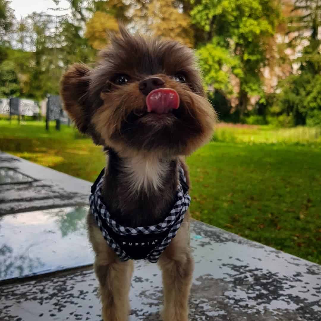 Teacup Biewer Terrier with tongue out