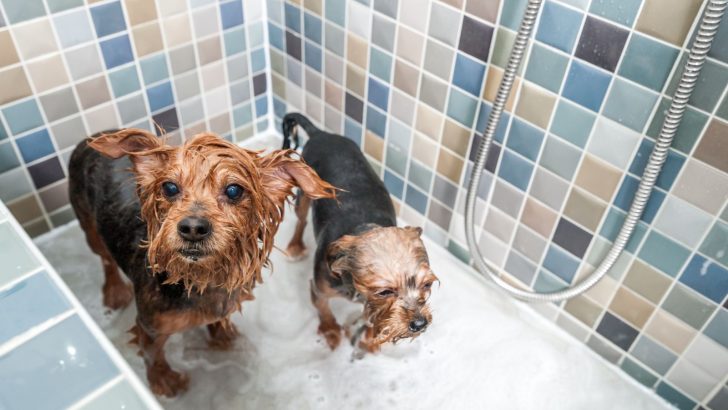 The 11 Safest And Best Shampoos For Yorkies You Can Find