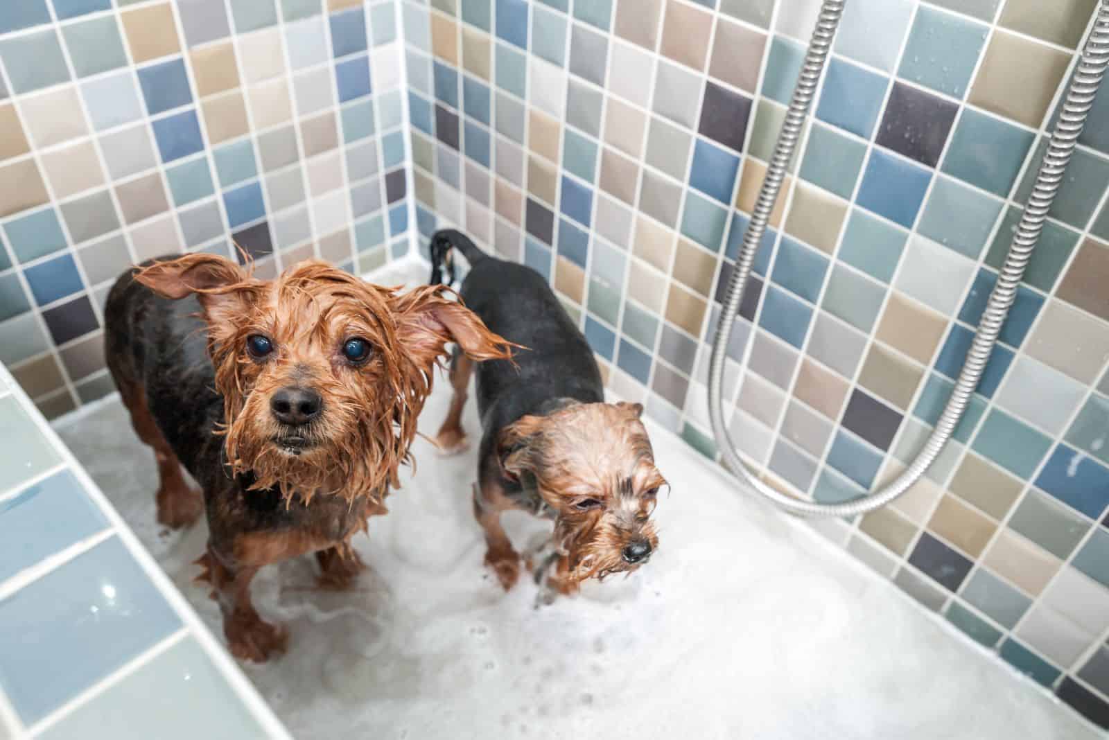 cute yorkies are having a bath