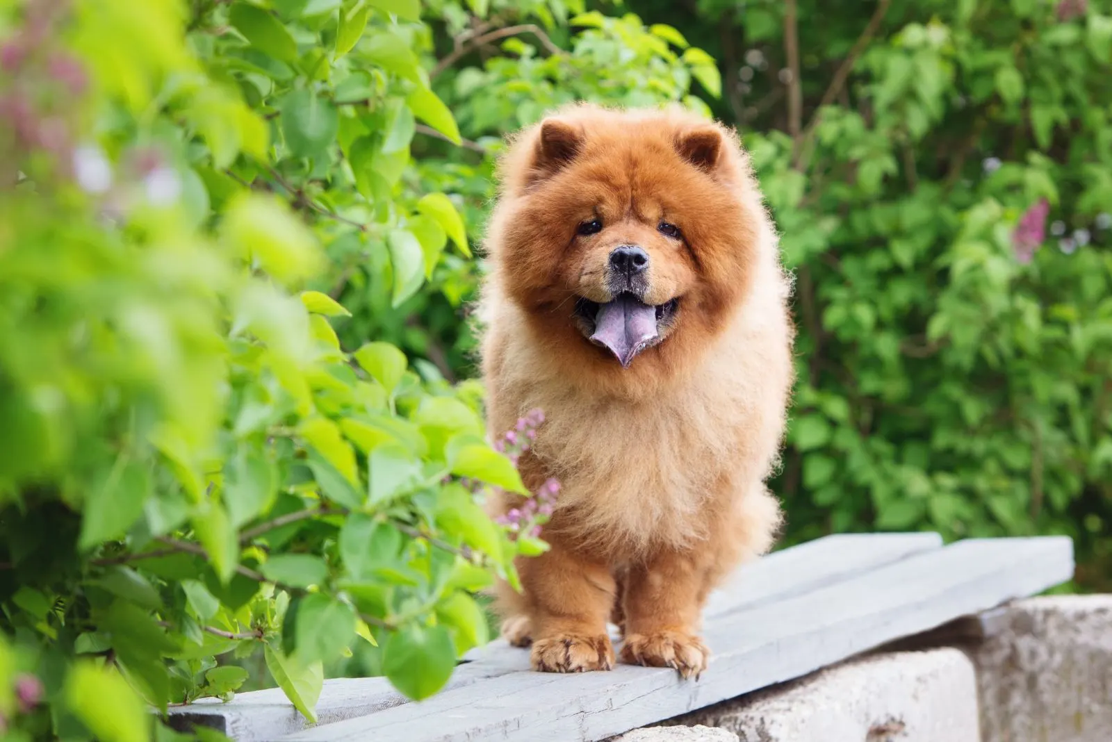 Chow Chow is standing on a wooden bench