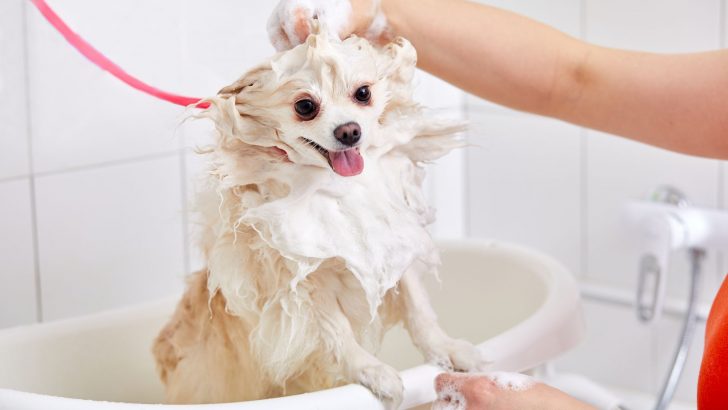 The 8 Safest And Best Shampoo For Pomeranian Dogs Options