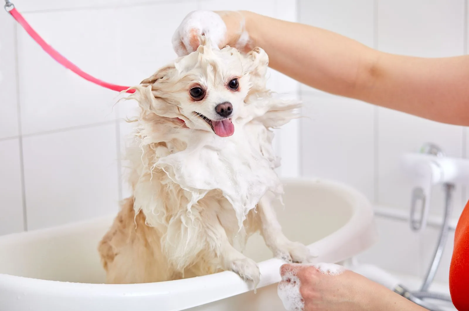 owner showering his Pomeranian