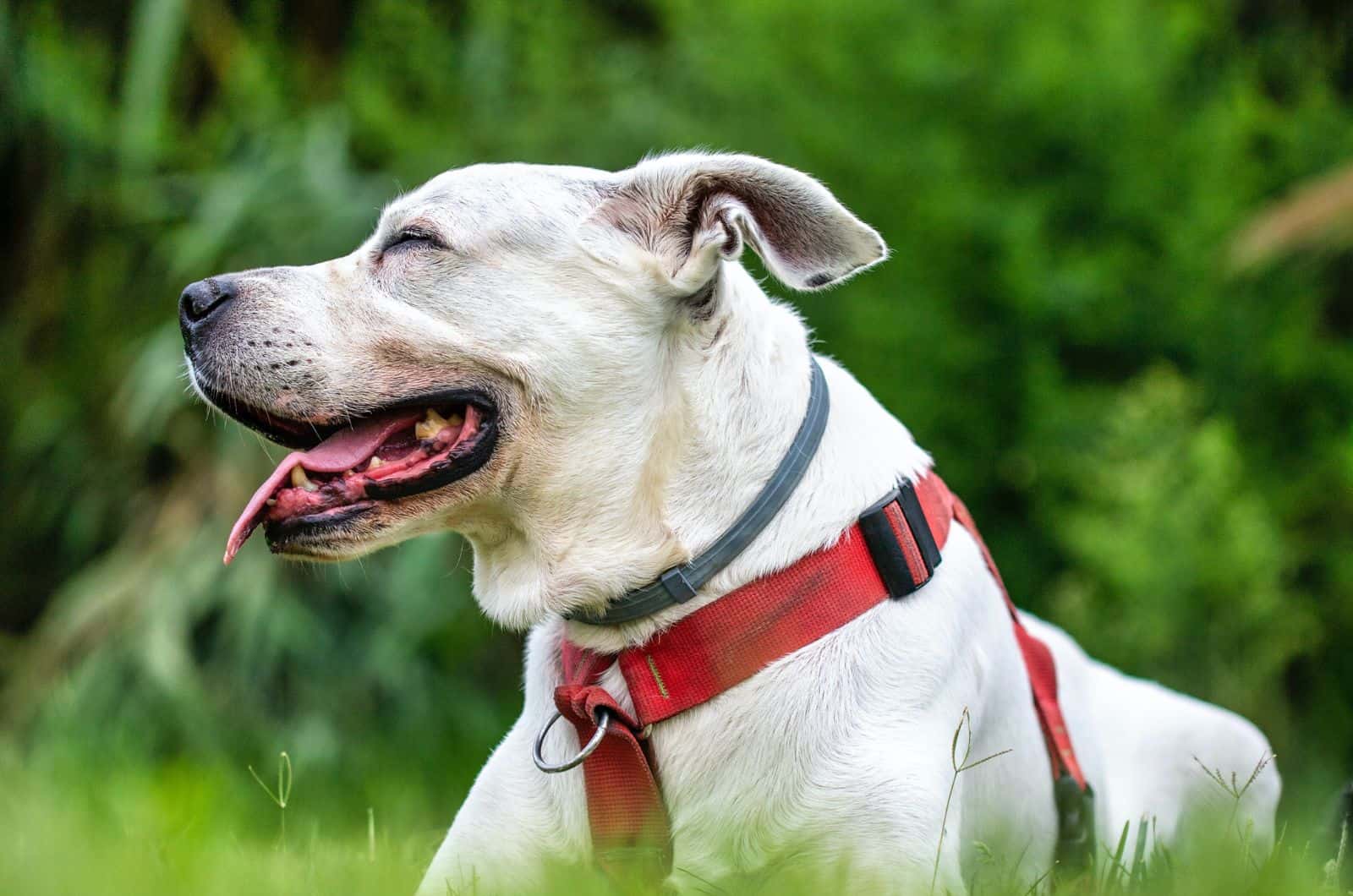 happy american bulldog