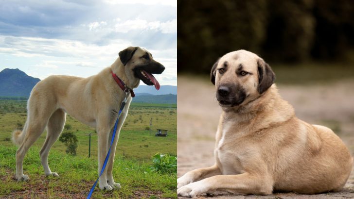 The “Anatolian Shepherd Vs Kangal” Never-Ending Dilemma