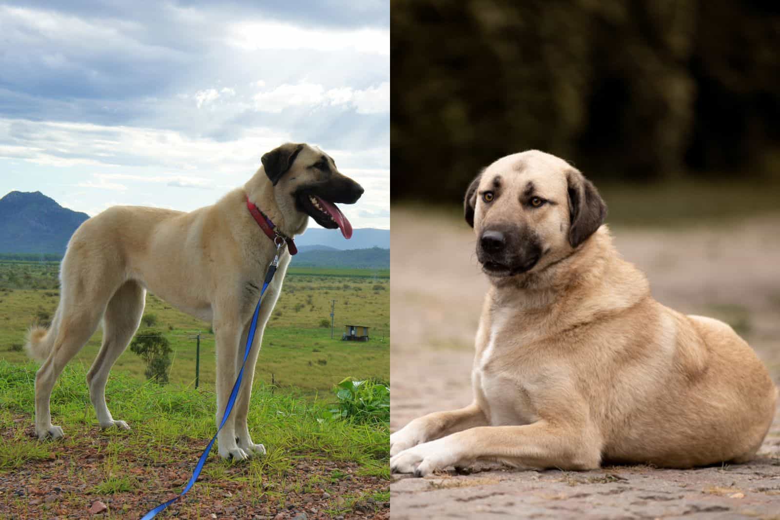 are anatolian shepherd dog hypoallergenic