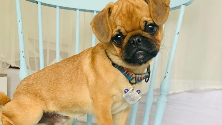 The Apricot Pug — As Sweet As An Apricot
