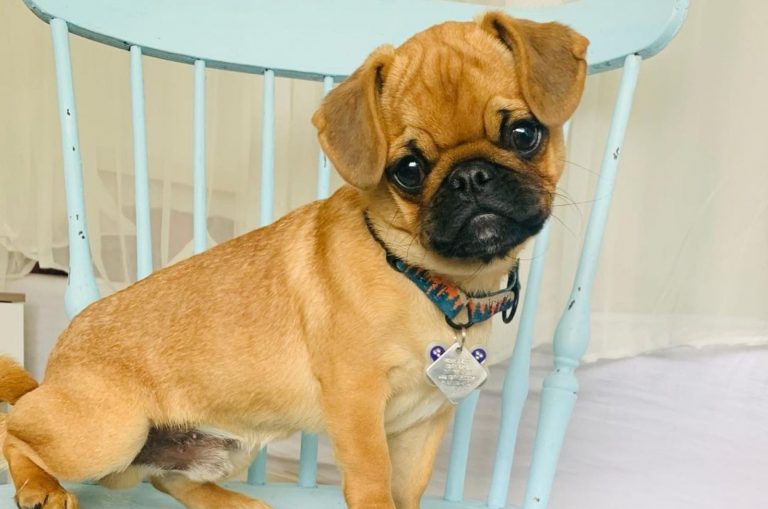 apricot pug puppy