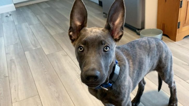The Blue Dutch Shepherd Breed Standard Loophole