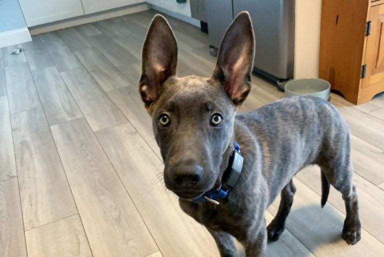 blue dutch shepherd puppy