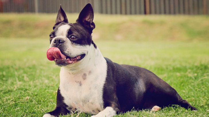 The Boston Terrier Lifespan: 5 Top Things That Influence It