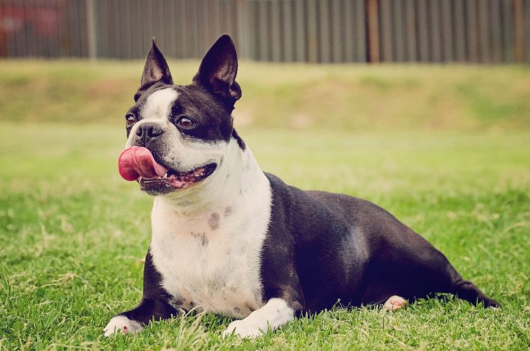 boston terrier dog lying on the grass