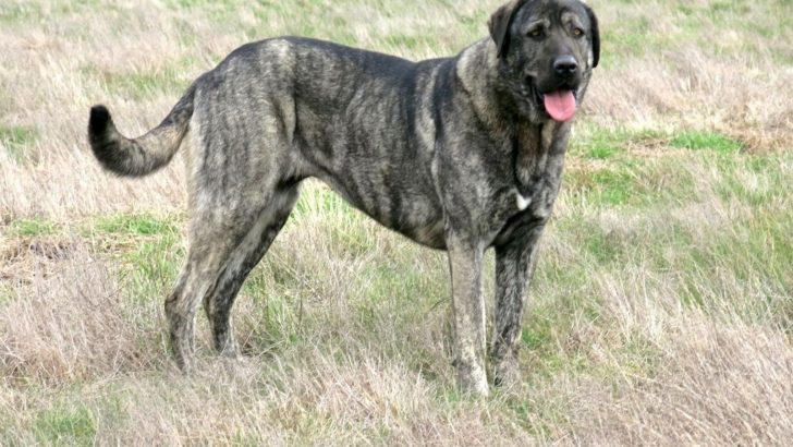 The Brindle Anatolian Shepherd Is A Tiger On A Budget