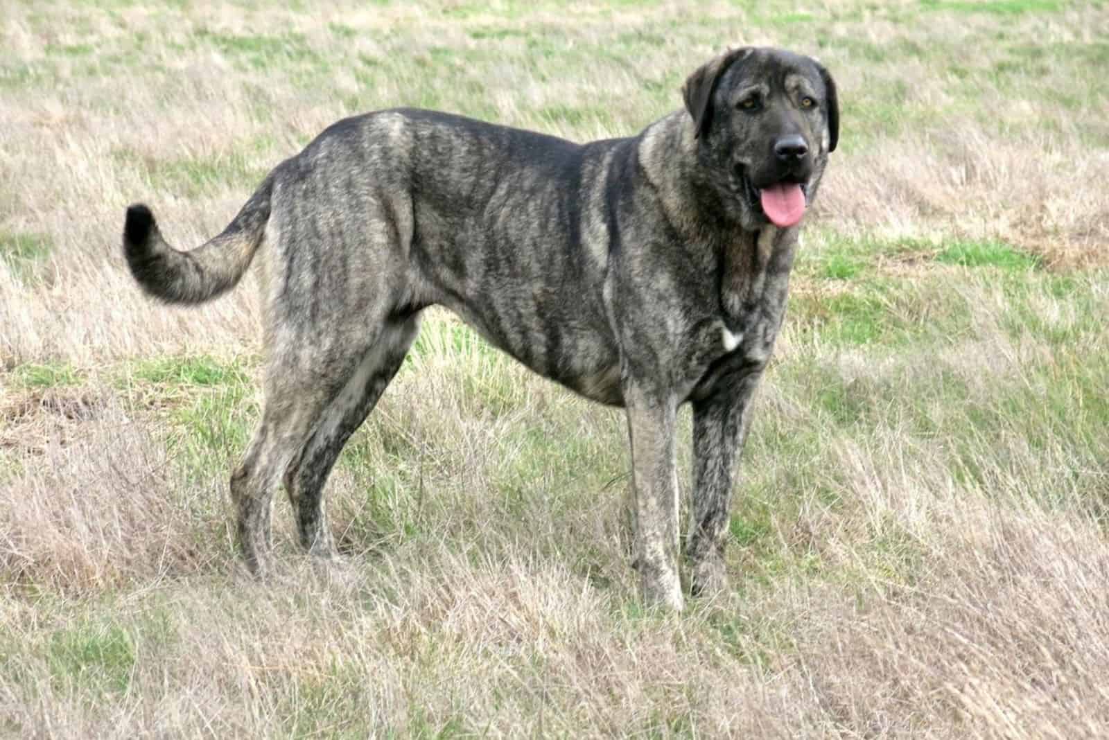 cute Anatolian Shepherds standing in a field