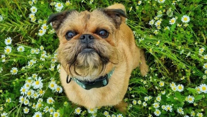 The Brussels Griffon Pug Mix For A Brighter Life