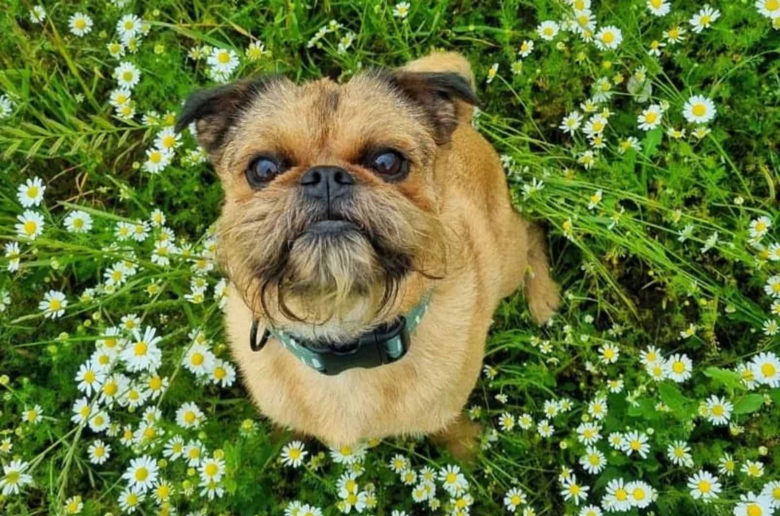 brusself griffon pug mix standing in grass