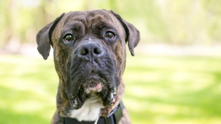The Cane Corso American Bulldog Mix: Guard Dogs 101