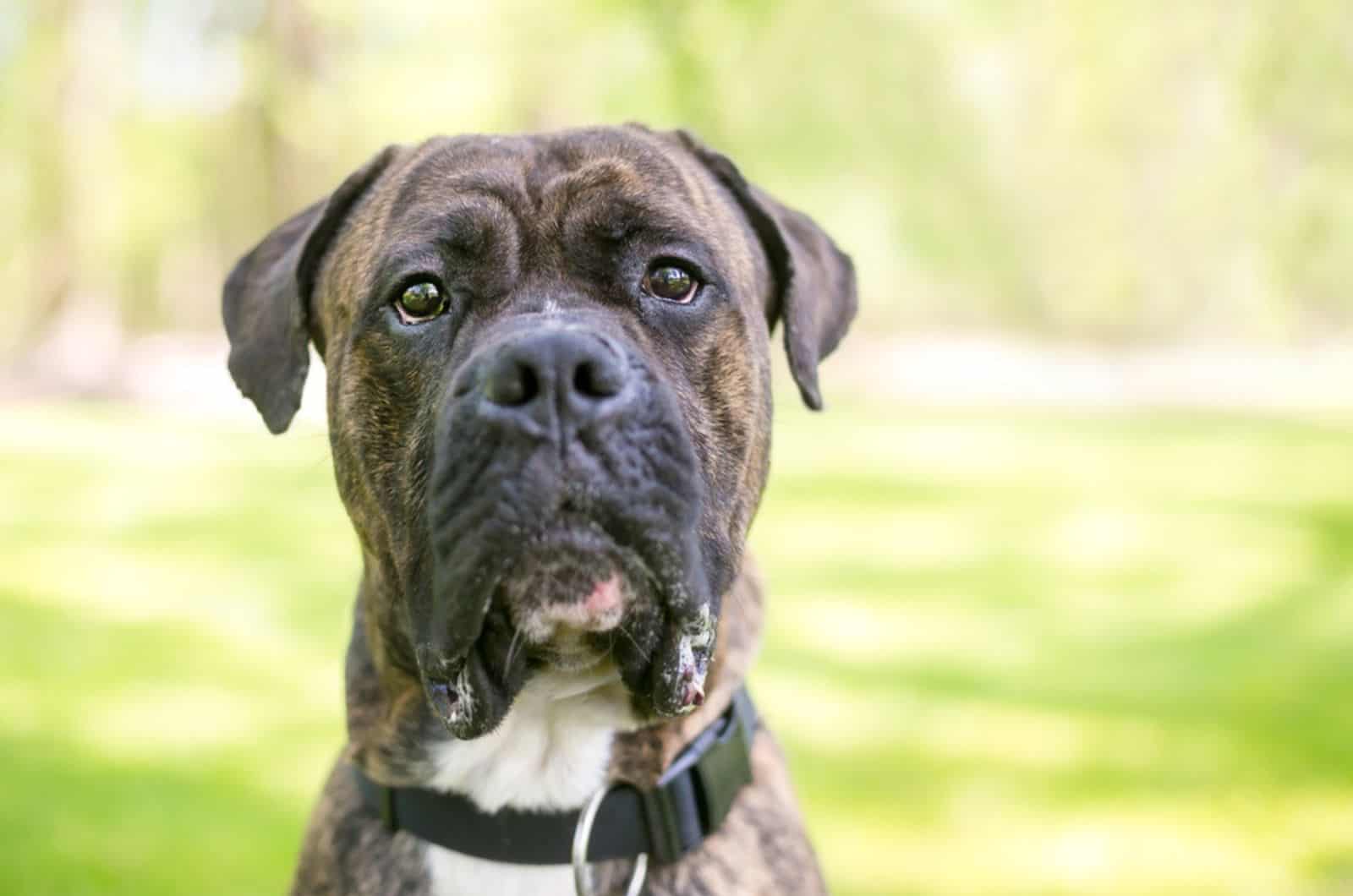 cane corso american bulldog