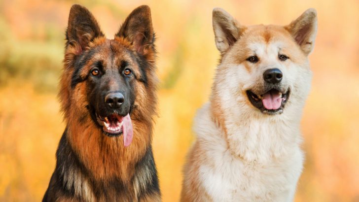 The German Shepherd Akita Mix: What Makes A Good Shepkita?