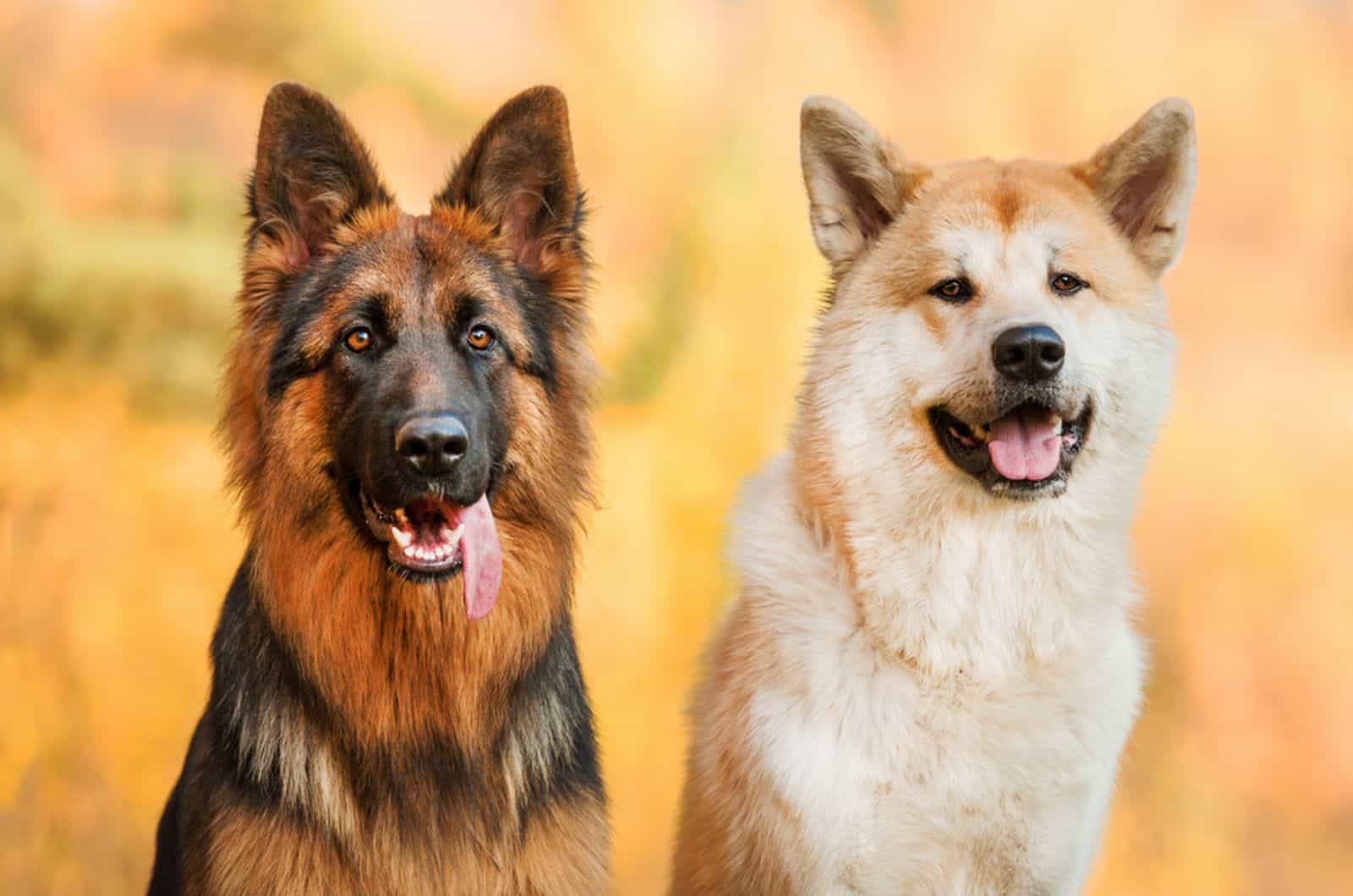 german shepherd and akita